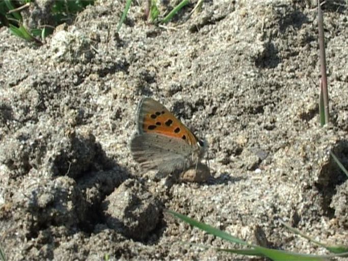 Kleiner Feuerfalter ( Lycaena phlaeas ), Flügelunterseite : Kalkar, NSG Wisseler Dünen, 22.04.2005